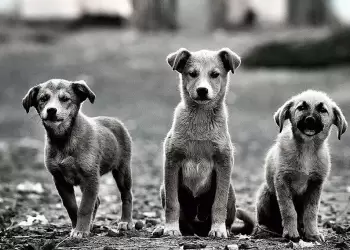 Mητέρα στη ΖΕΠ για τα αδέσποτα: Δεν μπορούμε να πάμε τα παιδιά μας σχολείο…