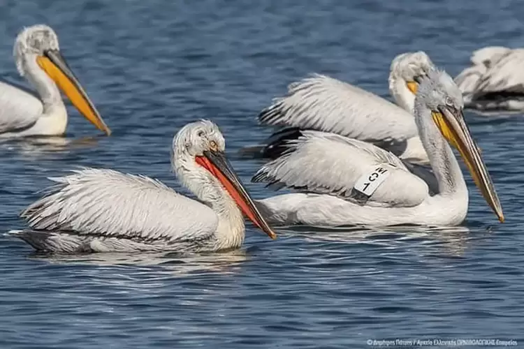 Ανίχνευση ιού της γρίπης των πτηνών σε πελεκάνους στην Π.Ε. Φλώρινας