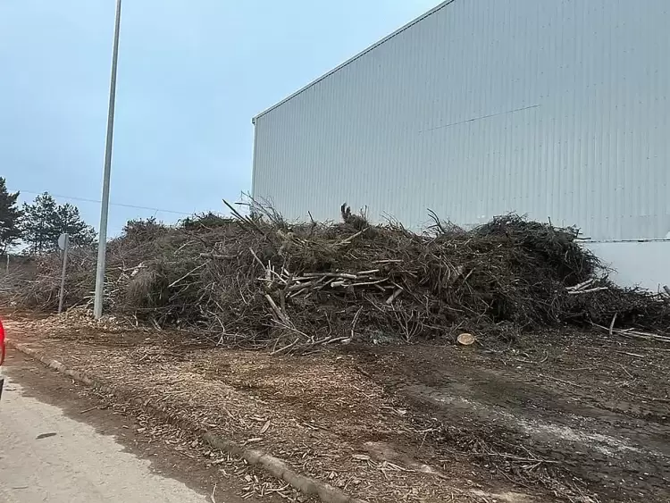 Κλαδεύσεις επικίνδυνων δένδρων,  από τον Δήμο Αμυνταίου