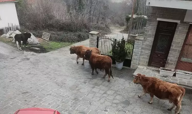 Πρόστιμο σε κτηνοτρόφο για μη επιτήρηση των ζώων