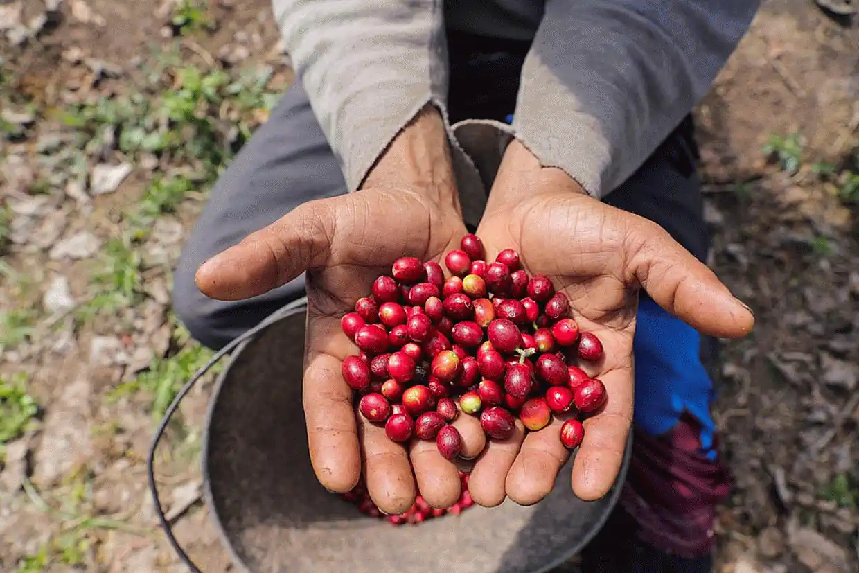 Πτώση τιμών σε κακάο και καφέ: Η μείωση της ζήτησης ανατρέπει την αγορά