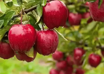 23,1 εκατ. ευρώ σε μηλοπαραγωγούς παράγωγους ροδάκινων και την πτώση του Antonov