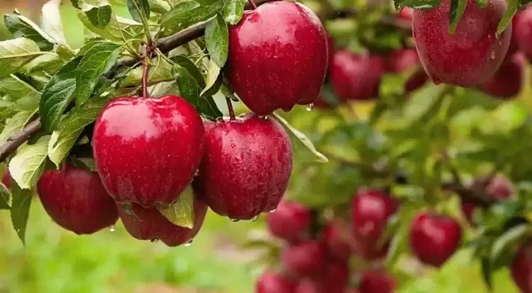 23,1 εκατ. ευρώ σε μηλοπαραγωγούς παράγωγους ροδάκινων και την πτώση του Antonov