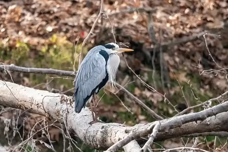 Τα πουλιά της λίμνης μας.