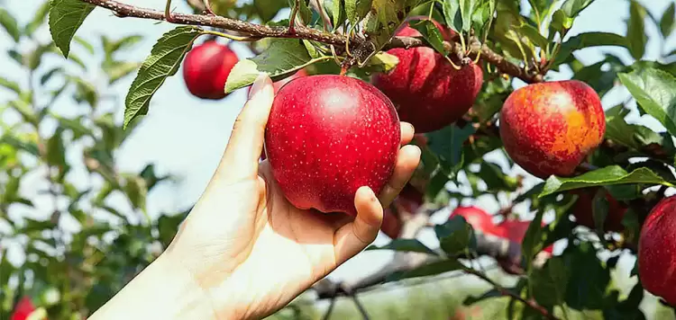 Δήμος Βοΐου: Υποβολή αιτήσεων χορήγησης ενίσχυσης για μειωμένη παραγωγή στις καλλιέργειες μηλιάς για το 2023 Δήμος Βοΐου: Υποβολή αιτήσεων χορήγησης ενίσχυσης για μειωμένη παραγωγή στις καλλιέργειες μηλιάς για το 2023