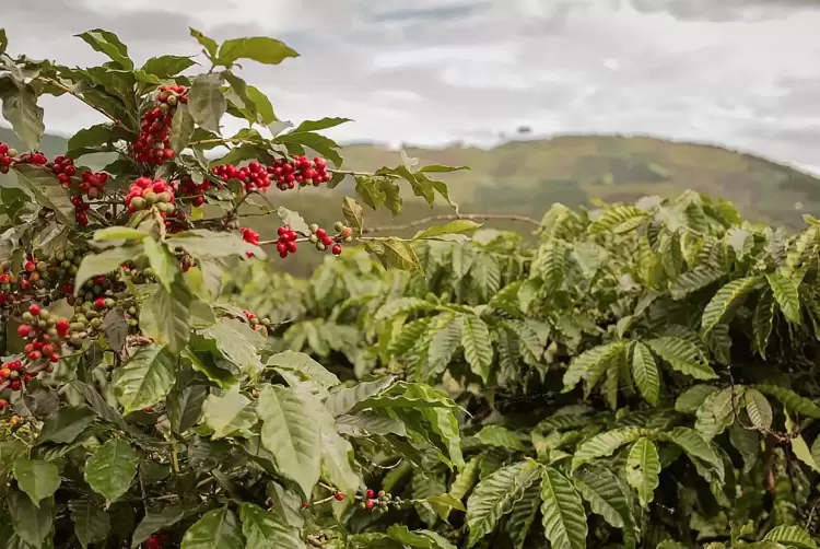 Η εκδίκηση του… φραπέ – Οι τιμές ανεβαίνουν, οι παραγωγοί πλουτίζουν;