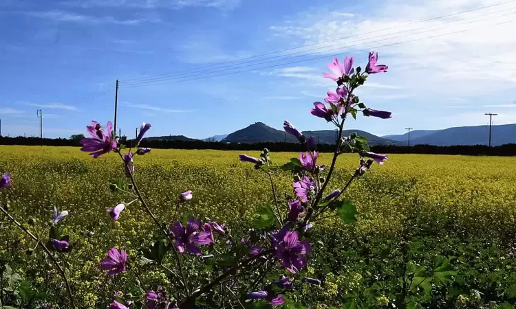 Ο Καιρός της Μεγάλης Εβδομάδας: Ανοιξιάτικος με αύξηση θερμοκρασίας Ο Καιρός της Μεγάλης Εβδομάδας: Ανοιξιάτικος με αύξηση θερμοκρασίας