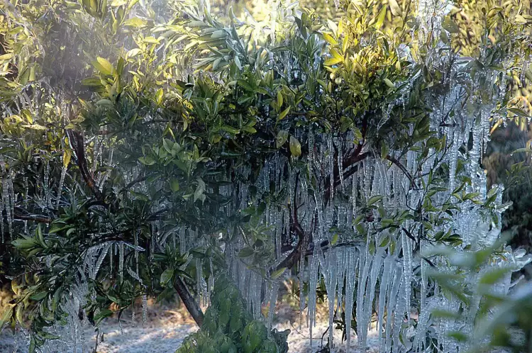 ΚΚΕ: Να αποζημιωθούν οι αγρότες της ΠΕ Φλώρινας για τις ζημιές στις δενδροκαλλιέργειές τους και τα σιτηρά λόγω παγετού ΚΚΕ: Να αποζημιωθούν οι αγρότες της ΠΕ Φλώρινας για τις ζημιές στις δενδροκαλλιέργειές τους και τα σιτηρά λόγω παγετού