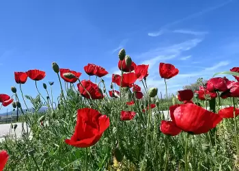 Πώς θα είναι ο καιρός σε Κοζάνη και Δυτική Μακεδονία σήμερα Κυριακή του Πάσχα, 20 Απριλίου 2025: Αίθριος με αραιές νεφώσεις