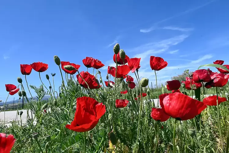 Πώς θα είναι ο καιρός σε Κοζάνη και Δυτική Μακεδονία σήμερα Κυριακή του Πάσχα, 20 Απριλίου 2025: Αίθριος με αραιές νεφώσεις