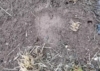 Κοζάνη: Εμφάνιση αρκούδας στην Καρυδίτσα κοντά στα πρώτα σπίτια