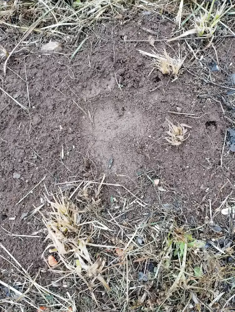 Κοζάνη: Εμφάνιση αρκούδας στην Καρυδίτσα κοντά στα πρώτα σπίτια Κοζάνη: Εμφάνιση αρκούδας στην Καρυδίτσα κοντά στα πρώτα σπίτια