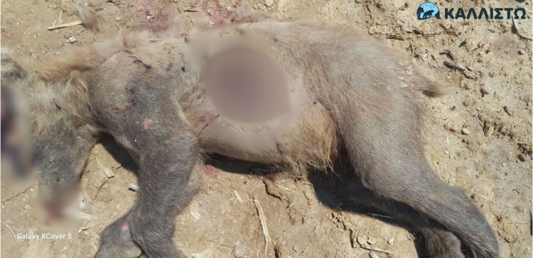 Νεκρή αρκούδα από πυροβόλο όπλο στην περιοχή Λιθιά Καστοριάς