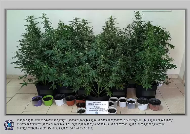 Πτολεμαΐδα: Εντοπίστηκε θερμοκήπιο κάνναβης σε οικία 41χρονου