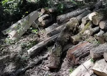 Σχηματίσθηκε δικογραφία σε βάρος ανήλικου  για παράβαση της δασικής νομοθεσίας