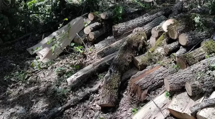 Δικογραφία σε Ανήλικο Αλλοδαπό για Παράνομη Υλοτομία στην Καστοριά Σχηματίσθηκε δικογραφία σε βάρος ανήλικου για παράβαση της δασικής νομοθεσίας