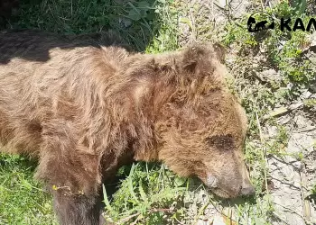 Νεκρή αρκούδα εντοπίστηκε στους Αμπελόκηπους Καστοριάς Νεκρή αρκούδα εντοπίστηκε στους Αμπελόκηπους Καστοριάς