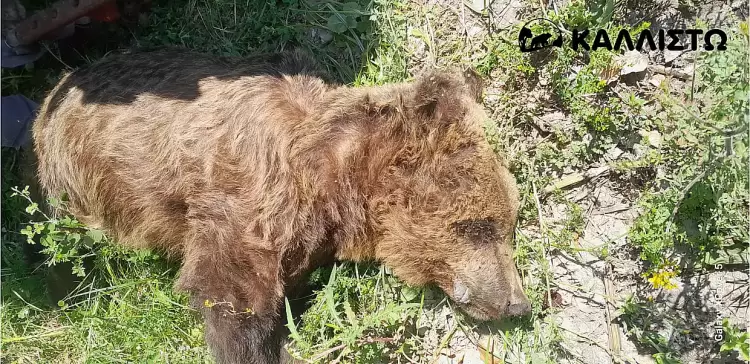 Νεκρή αρκούδα εντοπίστηκε στους Αμπελόκηπους Καστοριάς Νεκρή αρκούδα εντοπίστηκε στους Αμπελόκηπους Καστοριάς