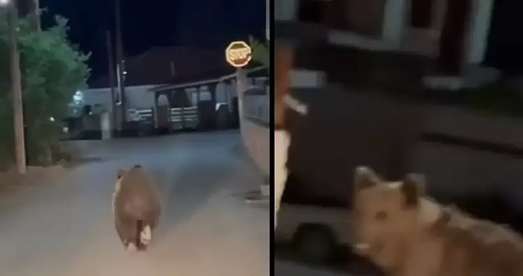 Άμεσες ενέργειες του Δήμου Εορδαίας για το πρόβλημα με την εμφάνιση αρκούδων εντός κοινοτήτων