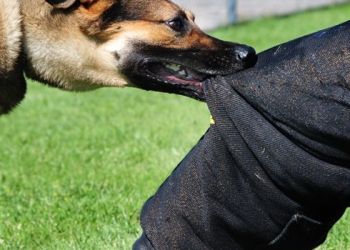 Φλώρινα: Σύλληψη 48χρονης – Σκύλος της δάγκωσε 21χρονο