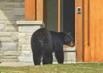 Καλλιστώ: Γιατί εμφανίζονται συχνότερα αρκούδες κοντά σε σπίτια και πώς να αντιδράσουμε
