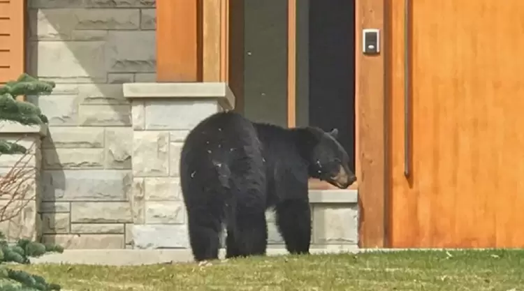 Καλλιστώ: Γιατί εμφανίζονται συχνότερα αρκούδες κοντά σε σπίτια και πώς να αντιδράσουμε