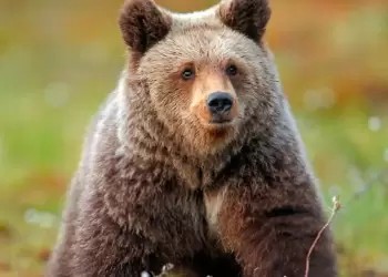 Προτάσεις κατέθεσε η “Καλλιστώ” για τις προσεγγίσεις αρκούδων σε κατοικημένες περιοχές της Π.Ε. Καστοριάς
