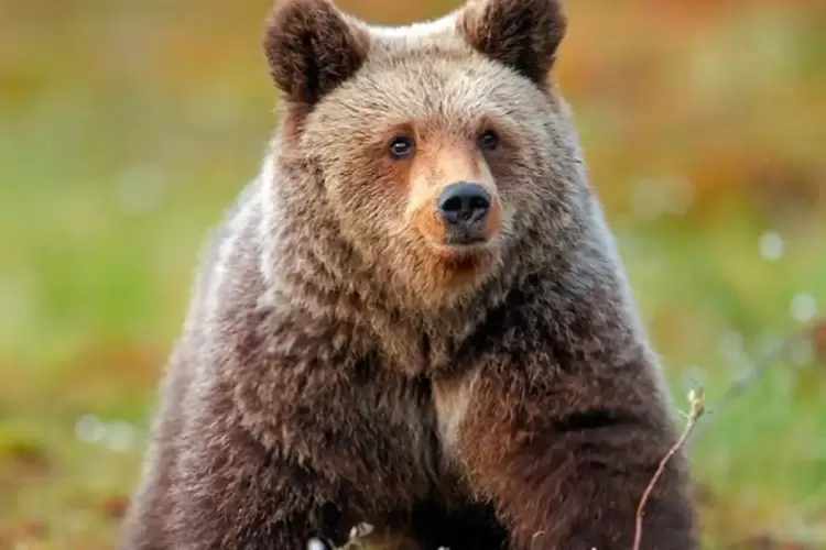 Προτάσεις κατέθεσε η “Καλλιστώ” για τις προσεγγίσεις αρκούδων σε κατοικημένες περιοχές της Π.Ε. Καστοριάς