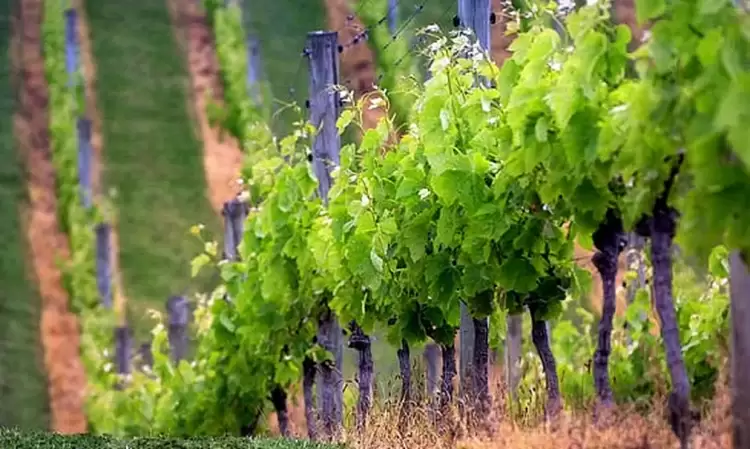 Το επιστημονικό ταξίδι στους Αμπελώνες της Δυτικής Μακεδονίας ξεκινά…