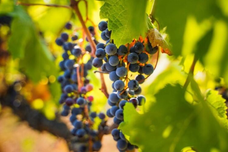 Ξεκινά το Ευρωπαϊκό Συνέδριο Οίνου: «Τα Οινοπέδια των Λιμνών: Οίνος – Τόπος – Άνθρωποι»