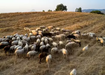Δέσμη 7 άμεσων μέτρων για την αντιμετώπιση της ευλογιάς των αιγοπροβάτων