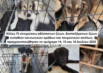 Δήμος Κοζάνης: Άλλες 75 στειρώσεις αδέσποτων ζώων