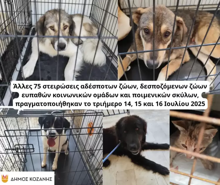 Δήμος Κοζάνης: Άλλες 75 στειρώσεις αδέσποτων ζώων