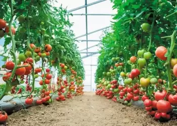 Επενδύσεις για τον εκσυγχρονισμό και την κατασκευή θερμοκηπίων και προσπελάσιμων στεγάστρων φυτικής παραγωγής