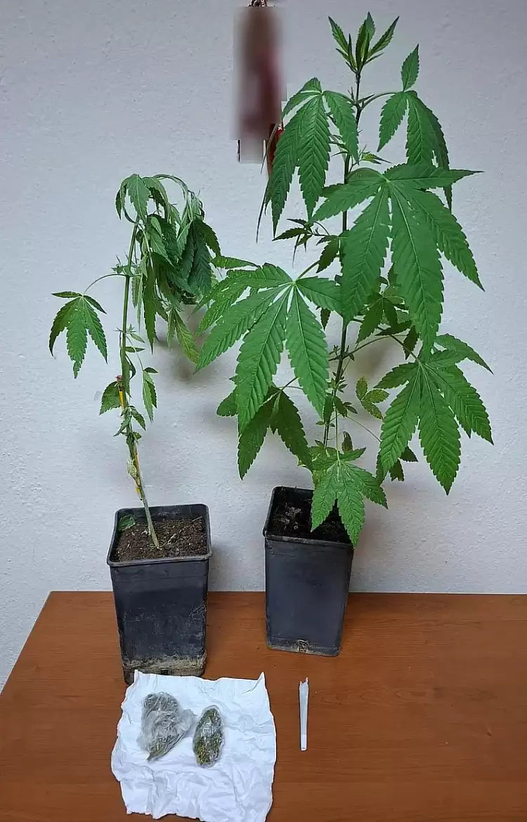 Φλώρινα: Σύλληψη 38χρονου για καλλιέργεια δενδρυλλίων κάνναβης και κατοχή ναρκωτικών