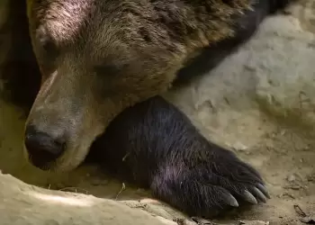 Φρίκη στην Καστοριά: Πυροβόλησαν πέντε φορές στην πλάτη μητέρα αρκούδα και τη σκότωσαν Φρίκη στην Καστοριά: Πυροβόλησαν πέντε φορές στην πλάτη μητέρα αρκούδα και τη σκότωσαν