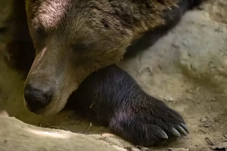 Φρίκη στην Καστοριά: Πυροβόλησαν πέντε φορές στην πλάτη μητέρα αρκούδα και τη  σκότωσαν 