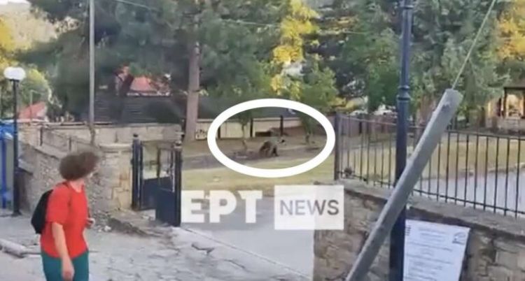 Καστοριά: Αρκούδα εμφανίστηκε σε αυλή σχολείου στο Νεστόριο (vid)