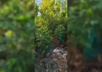 Κοζάνη: Σύλληψη 69χρονου για καλλιέργεια 6 δενδρυλλίων κάνναβης και κατοχή ναρκωτικών