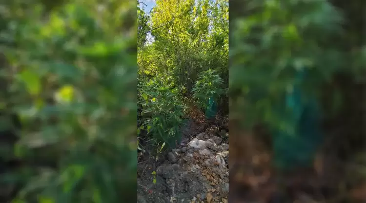 Κοζάνη: Σύλληψη 69χρονου για καλλιέργεια 6 δενδρυλλίων κάνναβης και κατοχή ναρκωτικών