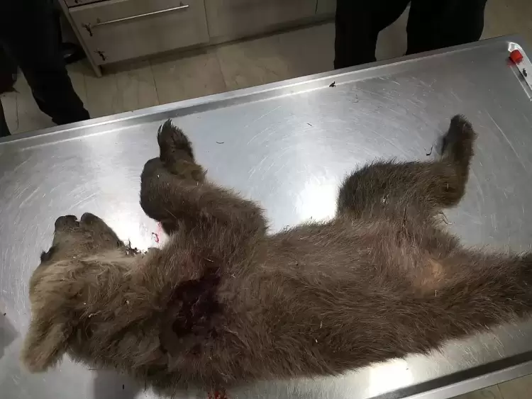 Αποτρόπαιο έγκλημα στην Καστοριά: Νεκρό αρκουδάκι από πυροβόλο όπλο Αποτρόπαιο έγκλημα στην Καστοριά: Νεκρό αρκουδάκι από πυροβόλο όπλο