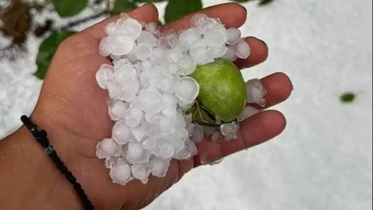 Oι ζημιές σε καλλιέργειες από την πρόσφατη κακοκαιρία σε Κεντρική και Δυτική Μακεδονία