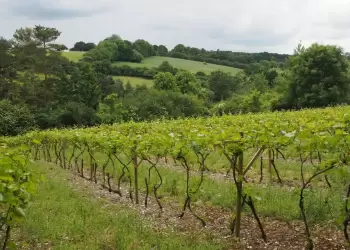 Αδειοδότηση  νέων φύτευσεων αμπελιών