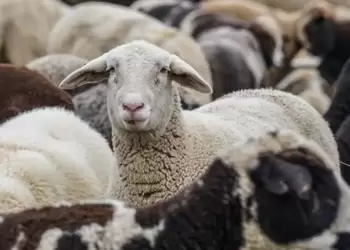 Απαγορεύεται  η  έξοδος  και αγοροπωλησία ζώντων ζώων 