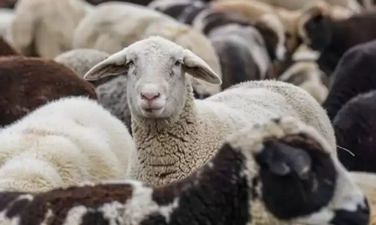 Απαγορεύεται  η  έξοδος  και αγοροπωλησία ζώντων ζώων 