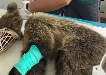 Αρκουδάκι που εγκαταλείφθηκε σε τροχαίο σώθηκε χάρη στην άμεση επέμβαση φορέων