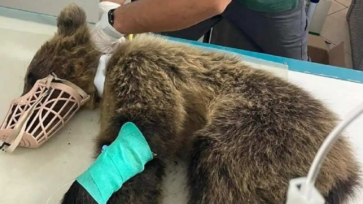 Αρκουδάκι που εγκαταλείφθηκε σε τροχαίο σώθηκε χάρη στην άμεση επέμβαση φορέων