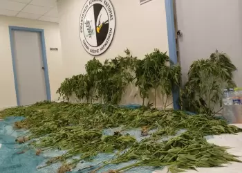 Αυτόματο προσχέδιο