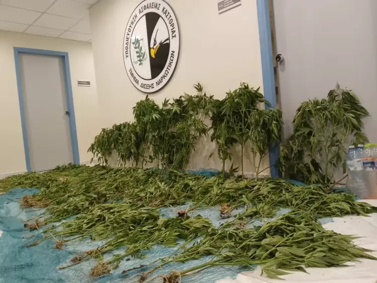 Αυτόματο προσχέδιο