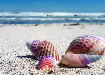 Αυτόματο προσχέδιο